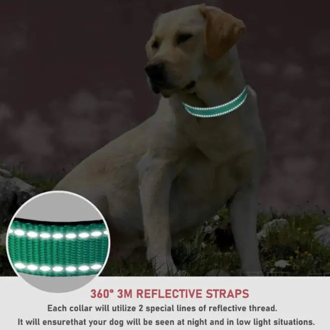 Halsband für Hunde verstellbar