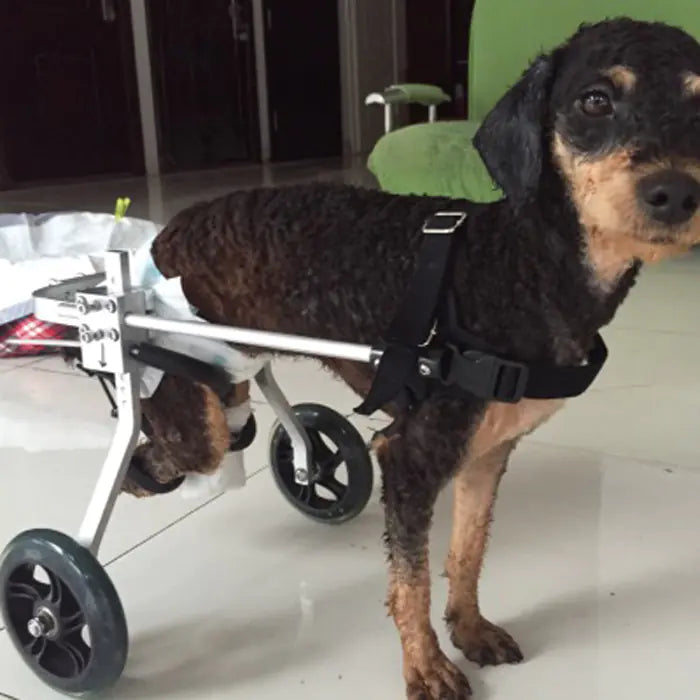 Dog Wheelchair for Rear Leg Paralysis - Pet Support