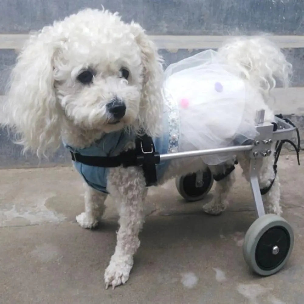 Dog Wheelchair for Rear Leg Paralysis - Pet Support